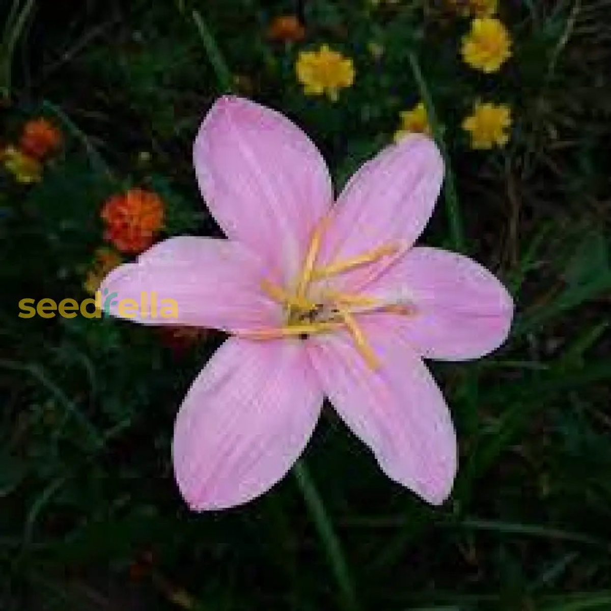 Zephyranthes Flower Planting Seed - Ideal for Vibrant Garden Blooms and Easy Care