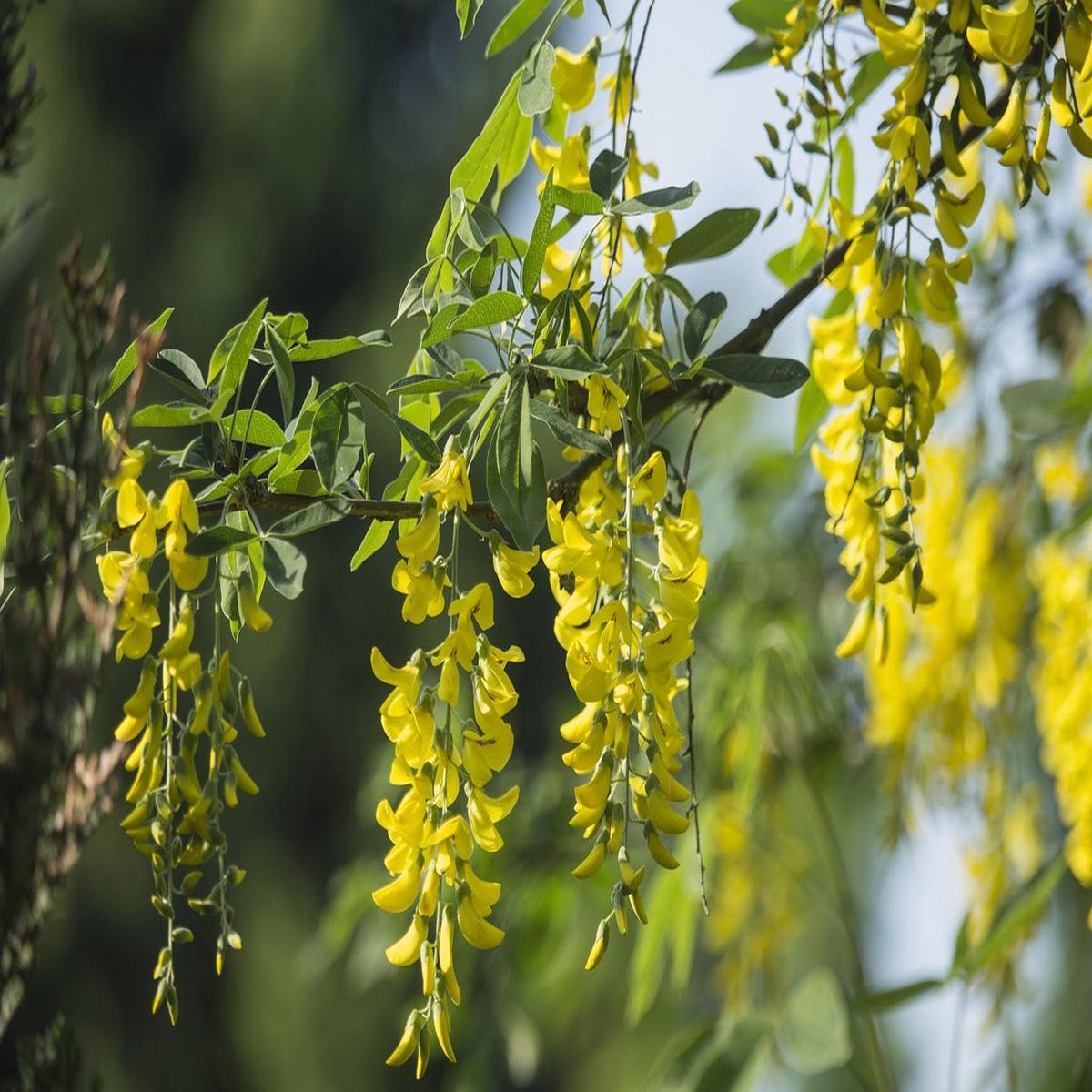 Acacia Flower Seeds Heirloom, Non-GMO, High Germination Organic Garden Seeds for Planting