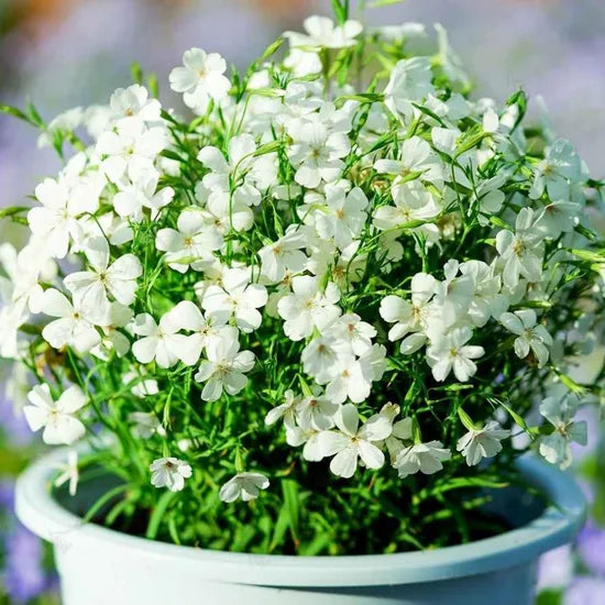 Agrostemma Ornamental Annual Herb Flower  Heirloom, Non-GMO, High Germination Organic Garden Seeds