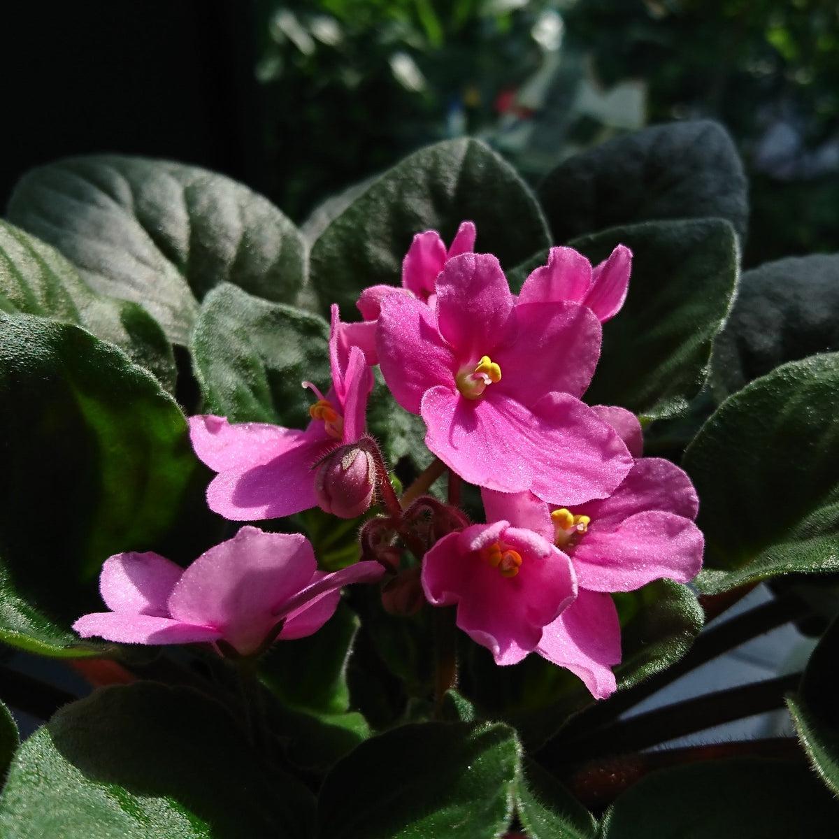 Baby Pink Saintpaulia Flower seeds for Planting - Compact Growth, Heirloom & GMO Free Seeds for Home Garden