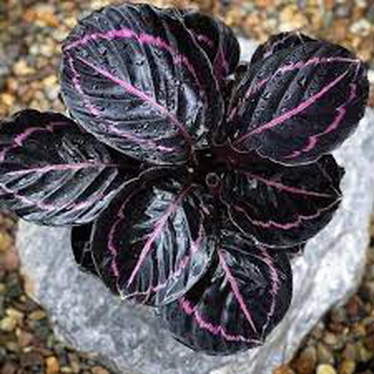 Black Calathea Flower seeds for Planting - Long Bloom Season, Heirloom & GMO Free Seeds for Home Garden