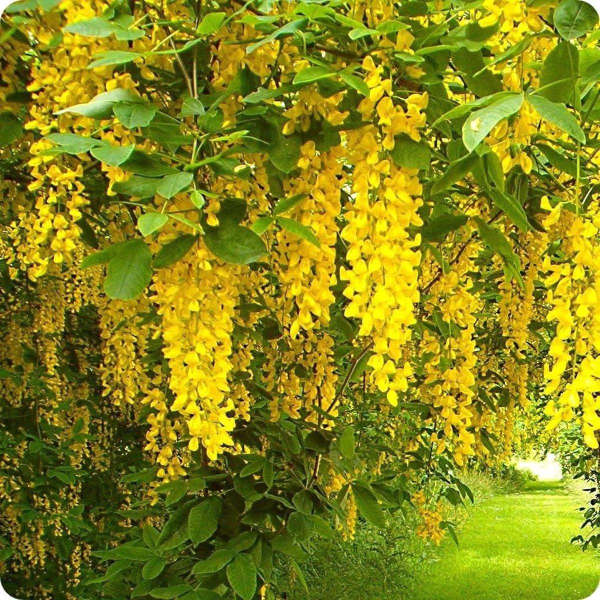 Blooming Flower Seeds for Planting 100 pcs