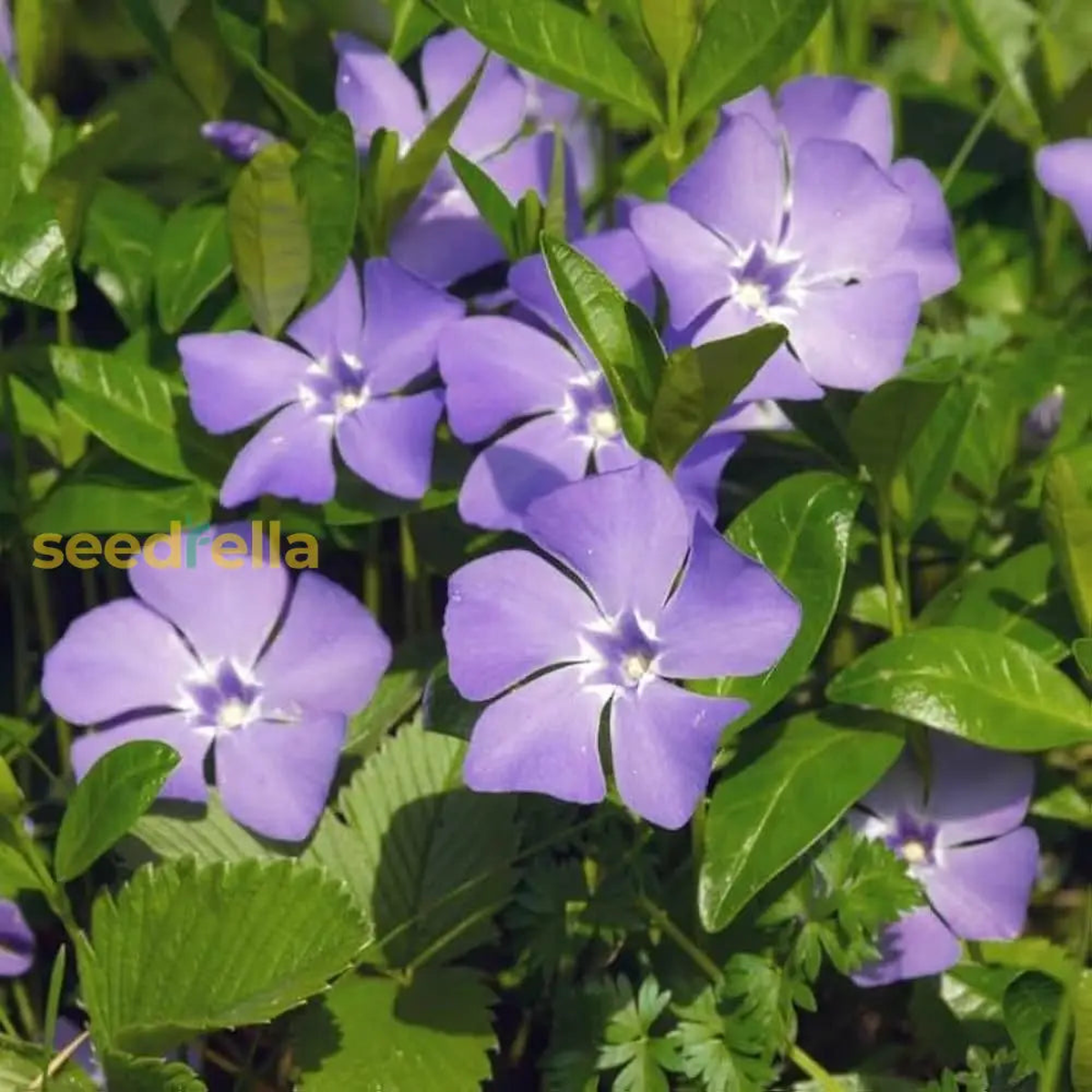 Violet Vinca Periwinkle Seeds for Planting - Beautiful Blooms