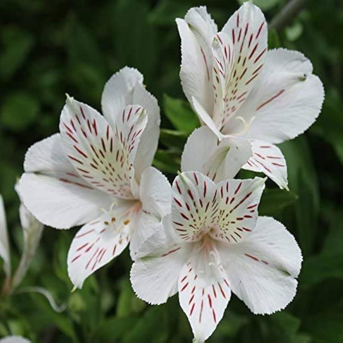 White Alstroemeria Flower seeds for Planting - Hardy Variety, Heirloom & GMO Free Seeds for Home Garden