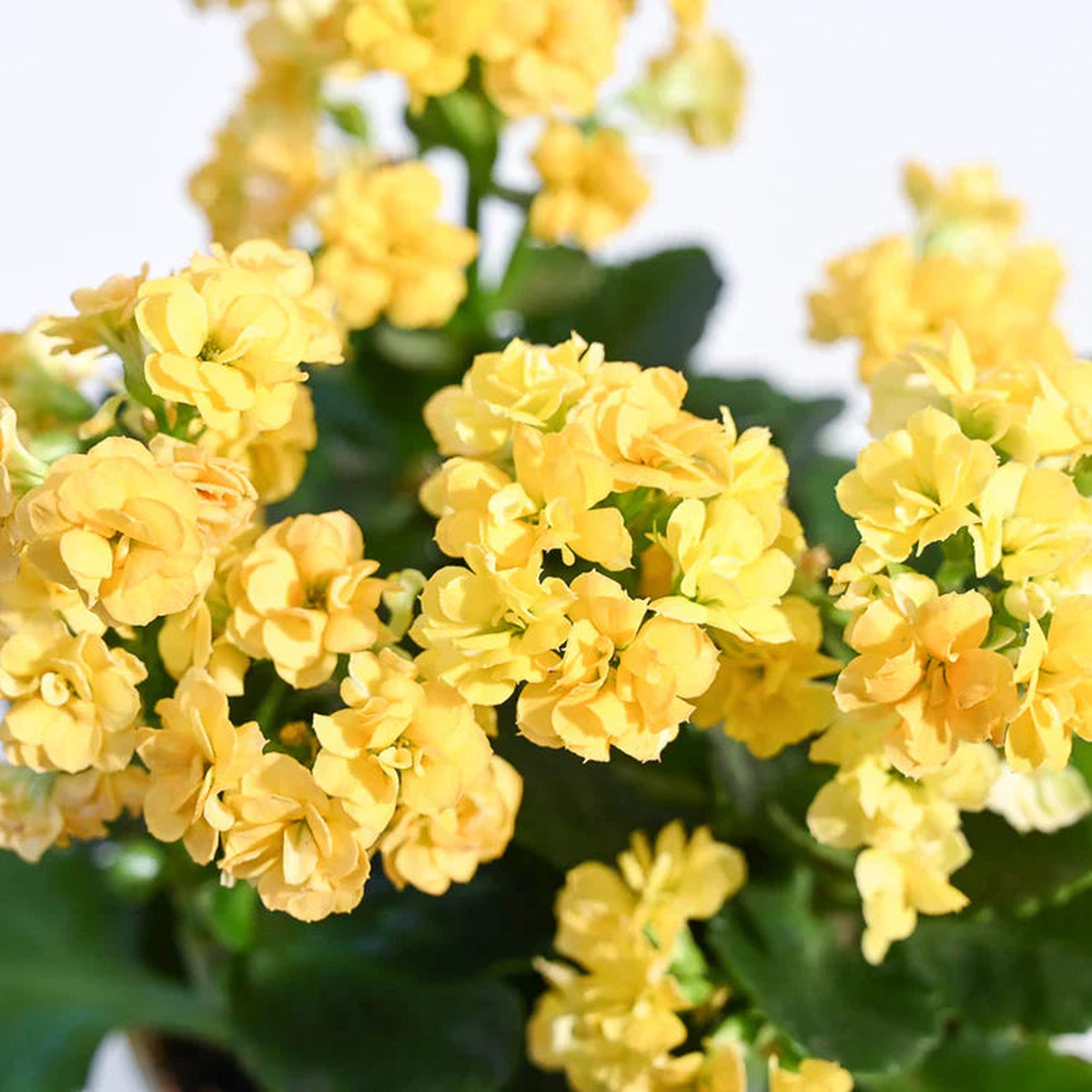 Yellow Kalanchoe Flower Seeds for Planting Heirloom, Non-GMO Hardy Organic Garden Seeds