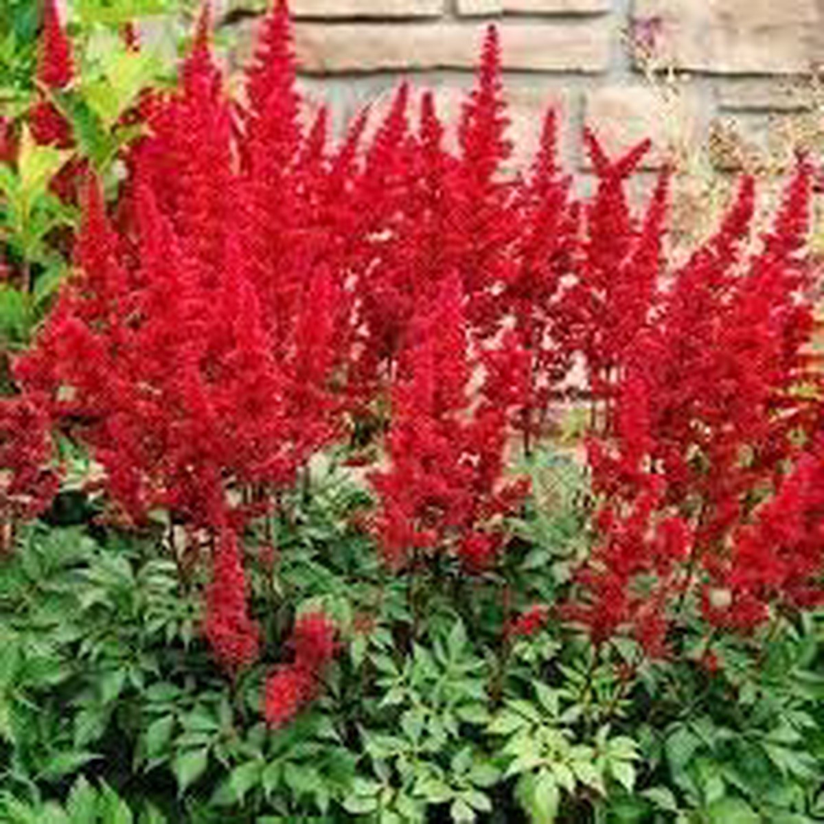 Astilbe Arendsii Flower Heirloom Non Gmo Planting Flower Seeds for Home Garden Planting, Lush