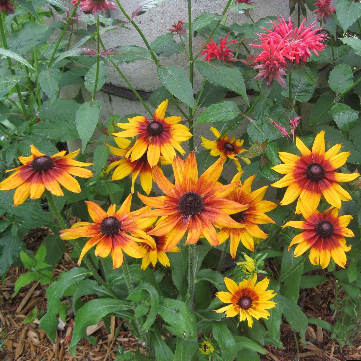 Black Eyed Susan Seeds - Autumn Forest