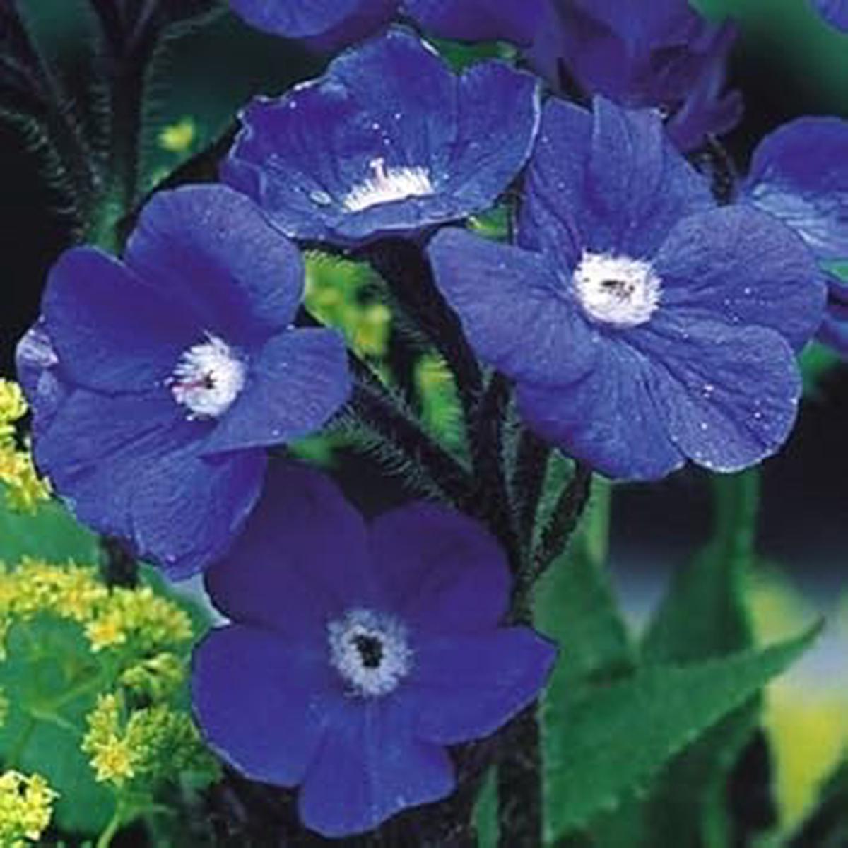 Blue Anchusa Flower Seeds for Planting  Perfect for Borders, Heirloom, Non-GMO, High Germination Organic Garden Seeds
