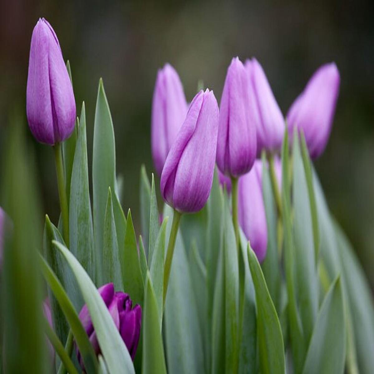 Violet Tulip Flower Seeds for Planting  Heirloom Non-GMO, High Germination Organic Garden Wildflower Mix