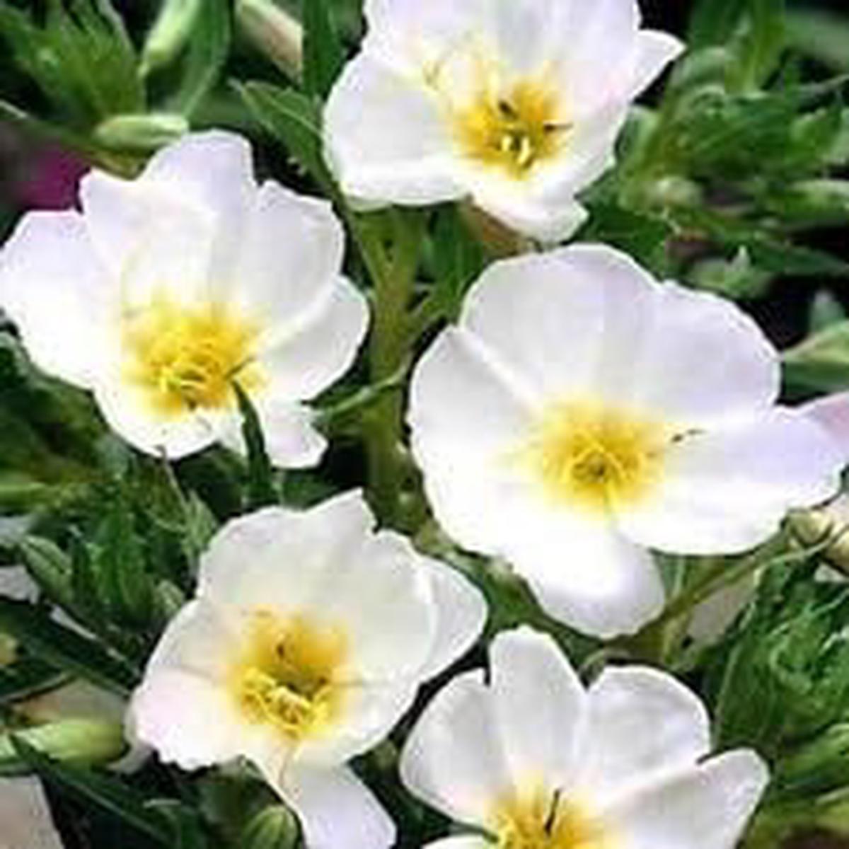 White Evening Primrose Flower seeds for Planting - Compact Growth, Heirloom & GMO Free Seeds for Home Garden