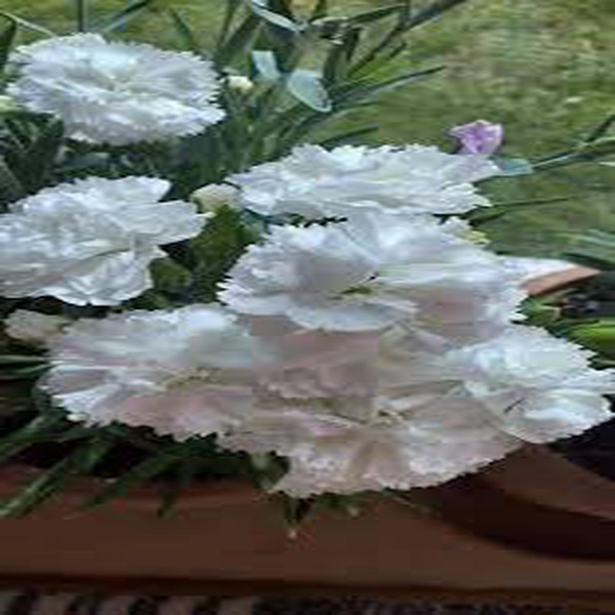 White Fragrant Clove Flower Seeds for Planting  Heirloom, Non-GMO, Long Bloom Season, High Germination