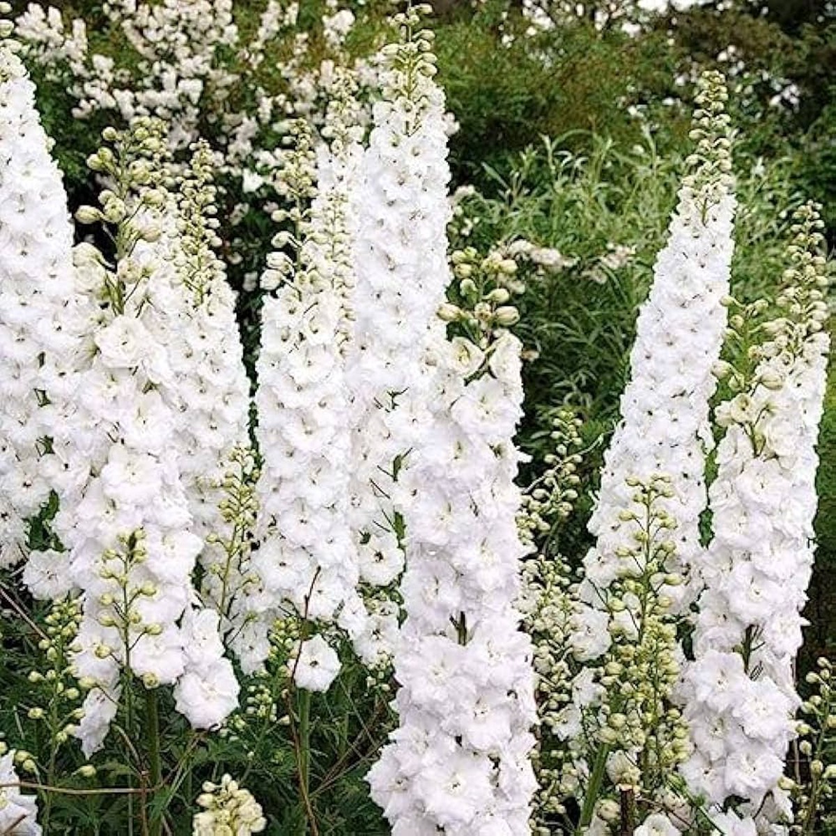 White White Heirloom Non Gmo Giant Delphinium Stunning Blooms In Your Garden Flower Seeds
