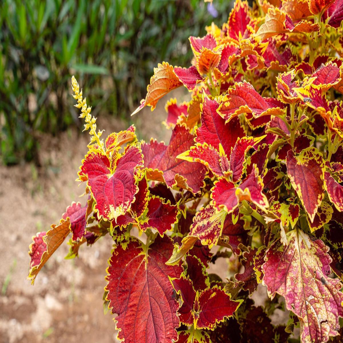 Yellow Red Coleus Flower Seeds for Planting  Heirloom Non-GMO, High Germination Organic Garden Seeds