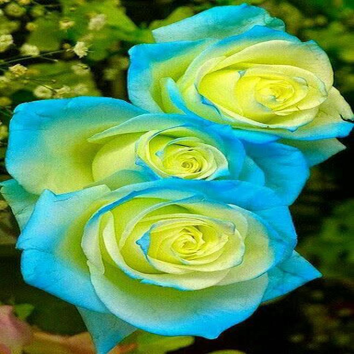 Yellow Sky Blue Rose Flower Seeds for Planting  Heirloom, Non-GMO, High Germination, Vibrant Garden Seeds