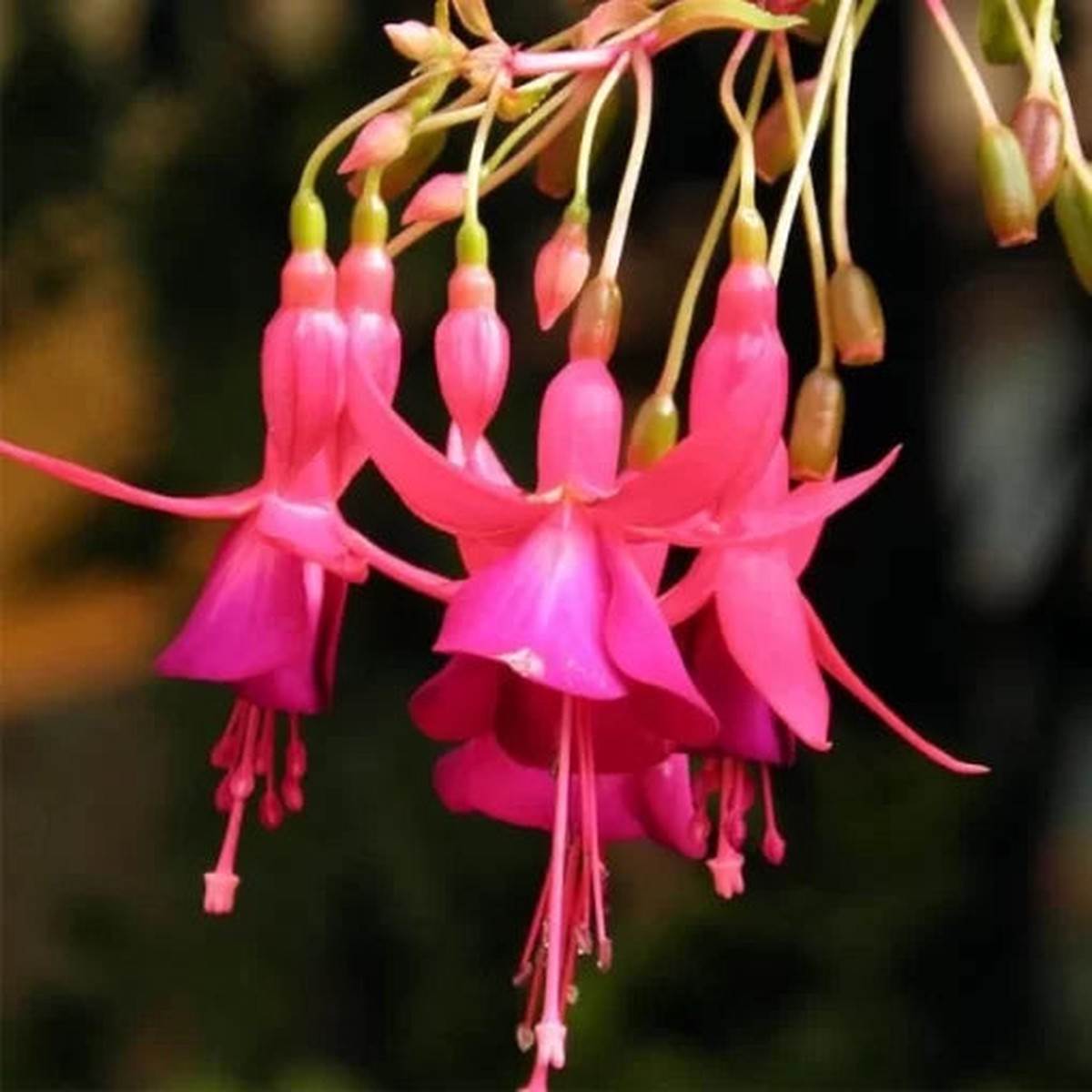 Abutilon Striatum Seeds | Decorative Lantern Flower Shrub Heirloom, Non-GMO, High Germination Organic Garden Seeds