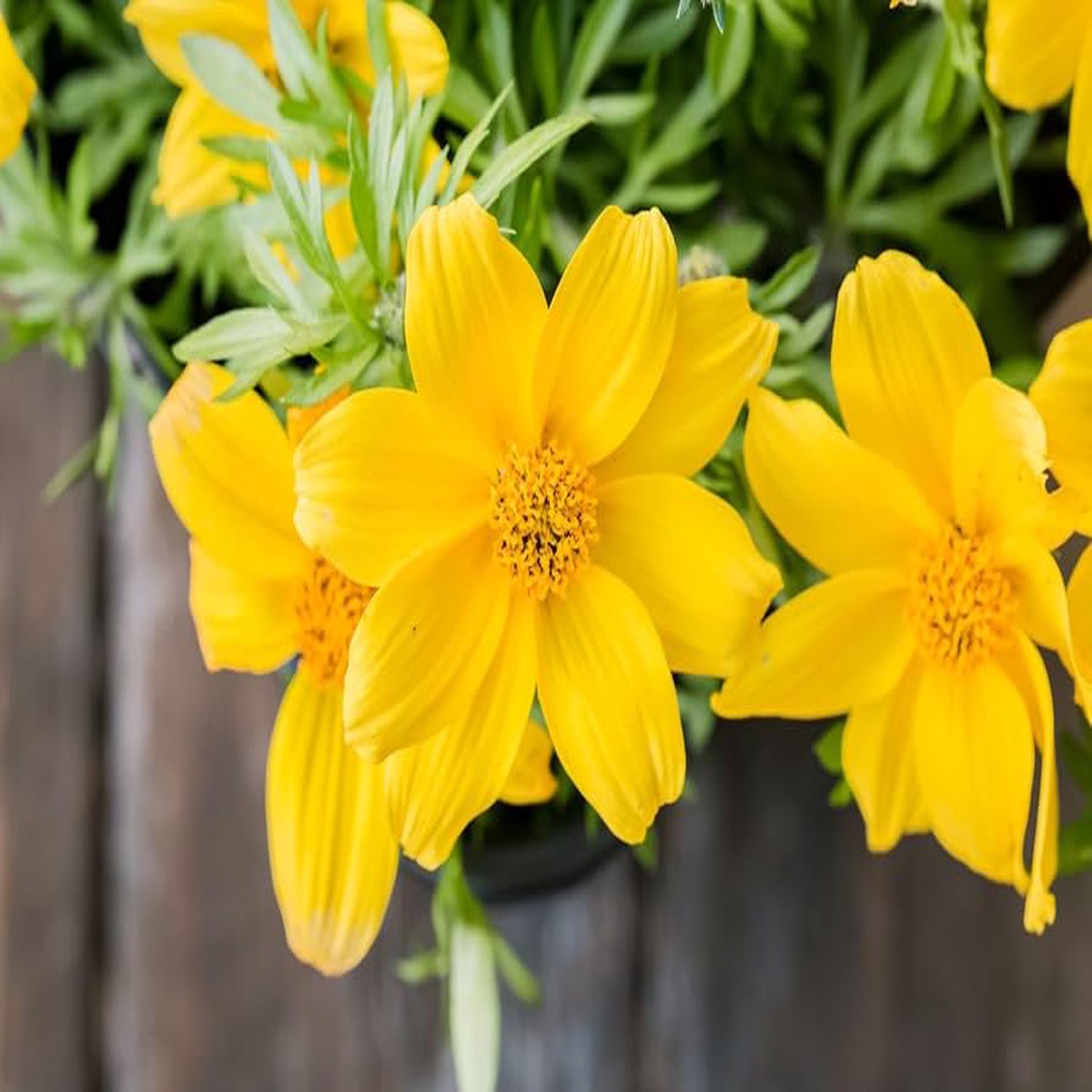 Bidens Flower For Planting Fresh Non Gmo Flower Seeds for Home Garden Planting, Exotic Organic