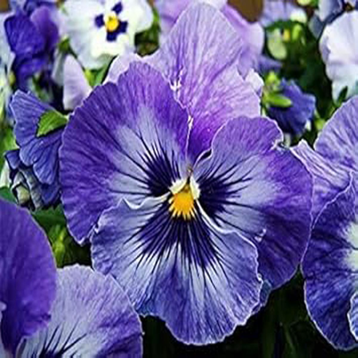 Blue and Purple Pansy Seeds for Planting  Heirloom Non-GMO, High Germination Organic Garden Seeds for Home & Garden Blooms