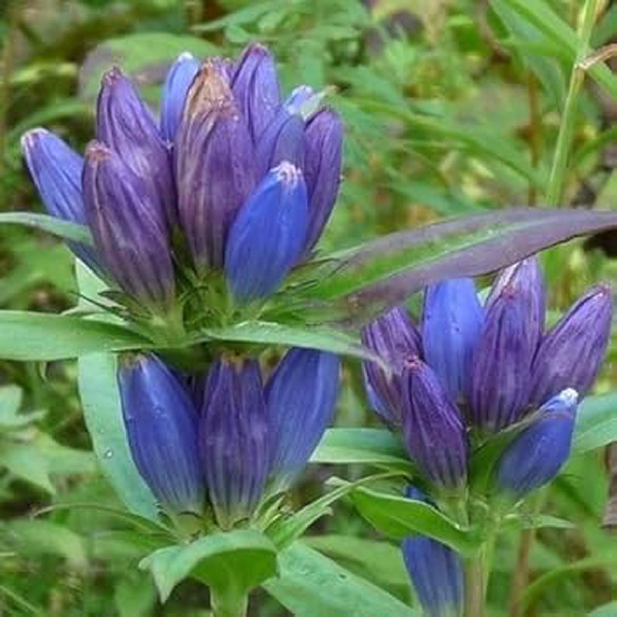 Blue Gentiana Triflora Flower seeds for Planting Garden Favorite Heirloom & GMO Free Seeds for Home Garden Sale