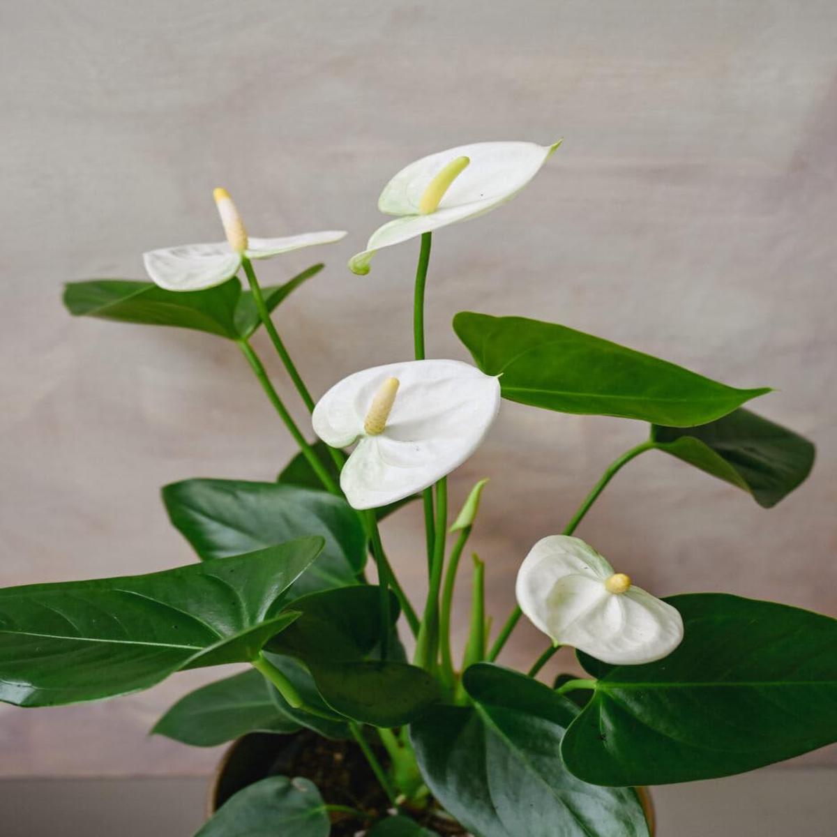 White Anthurium Linden Flower Seeds for Planting  Heirloom, Non-GMO, High Germination Garden Seeds