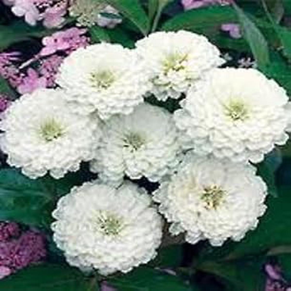 White Oklahoma Flower seeds for Planting - Bright Blooms, Heirloom & GMO Free Seeds for Home Garden
