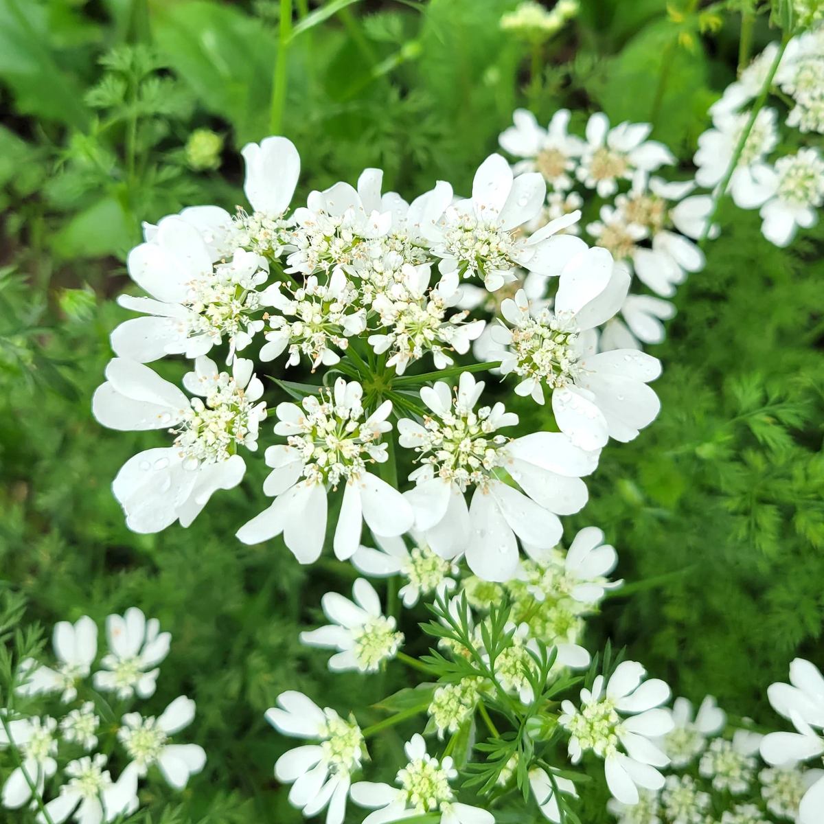 White Orlaya Flower Seeds for Planting Heirloom, Non-GMO, High Germination Organic Garden Seeds