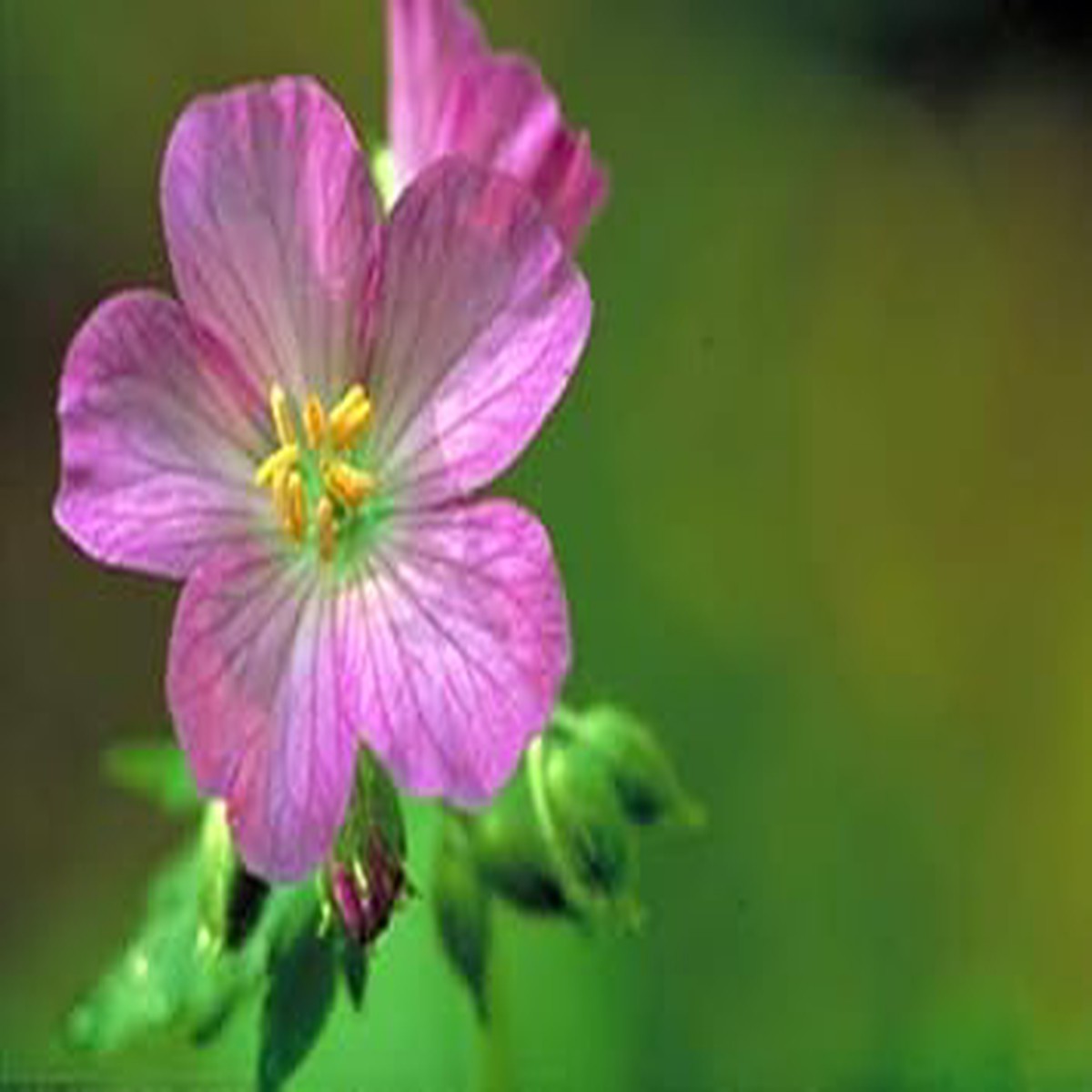 White & Purple Geranium Flower Seeds  Heirloom Non-GMO Seeds for Planting & Organic Garden Blooms