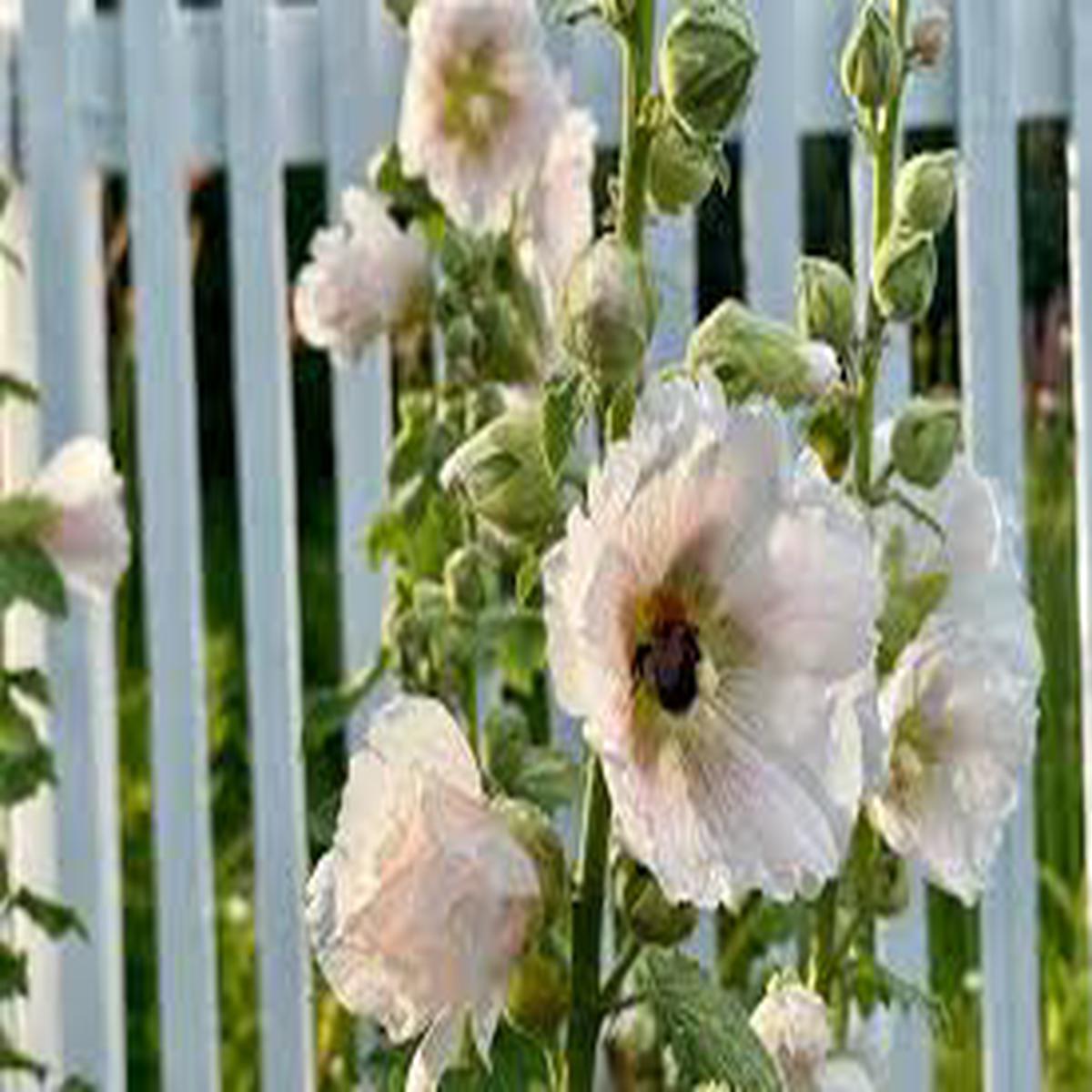 White Purple Hollyhock Flower Seeds for Planting Drought Tolerant, Heirloom, Non-GMO, High Germination