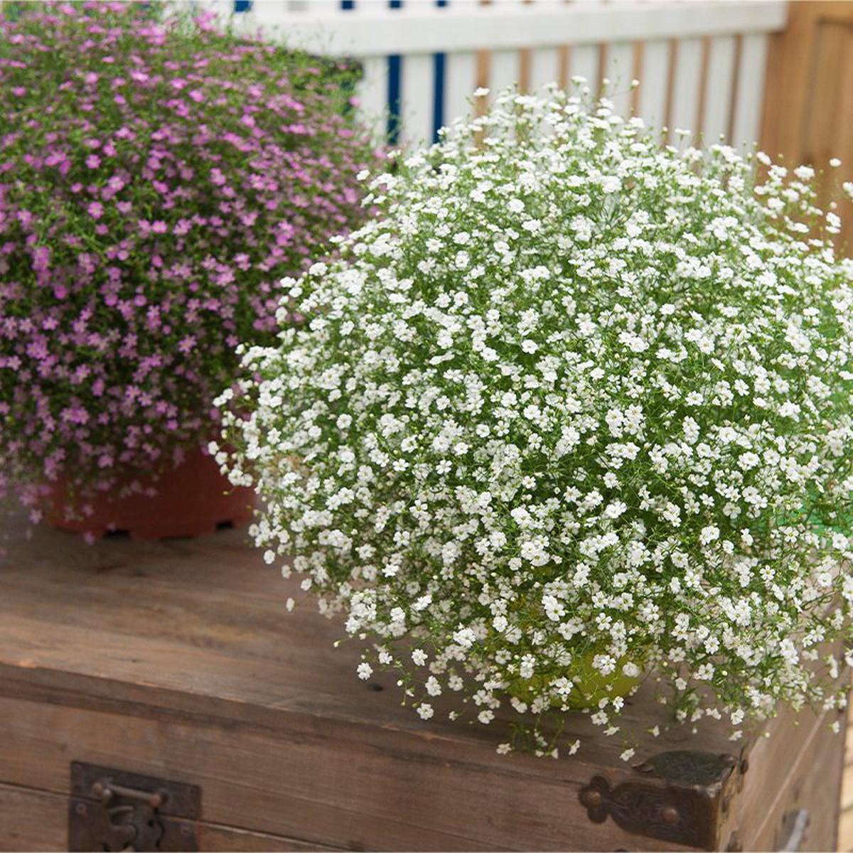 White Snow Flower Seeds Planting - Cultivate Beautiful White Flowers
