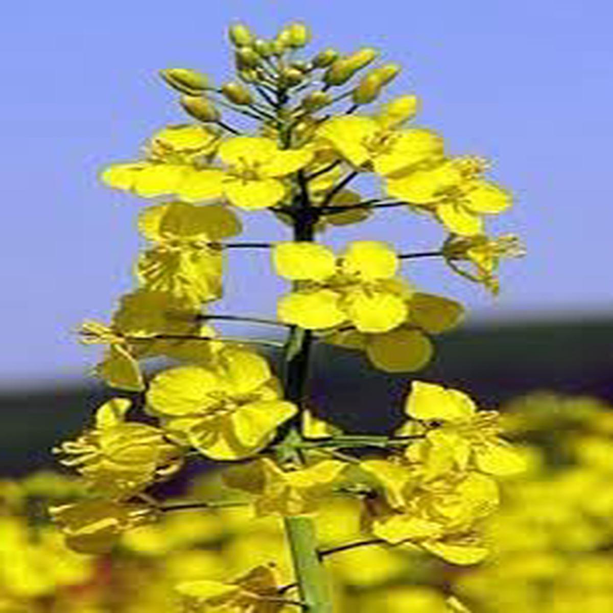 Wikipedia Flower Seeds for Planting Heirloom, Non-GMO, High Germination Organic Garden Seeds