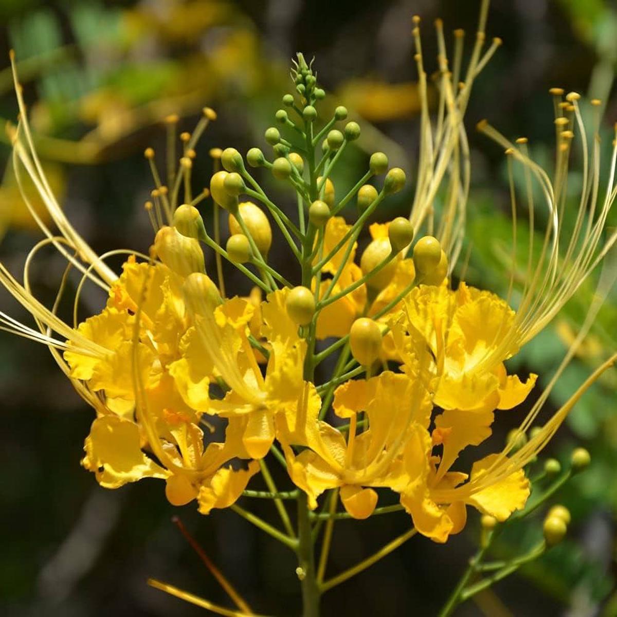 Yellow Caesalpinia Flower Seeds  Heirloom, Non-GMO Organic Garden Seeds for Planting, High Germination