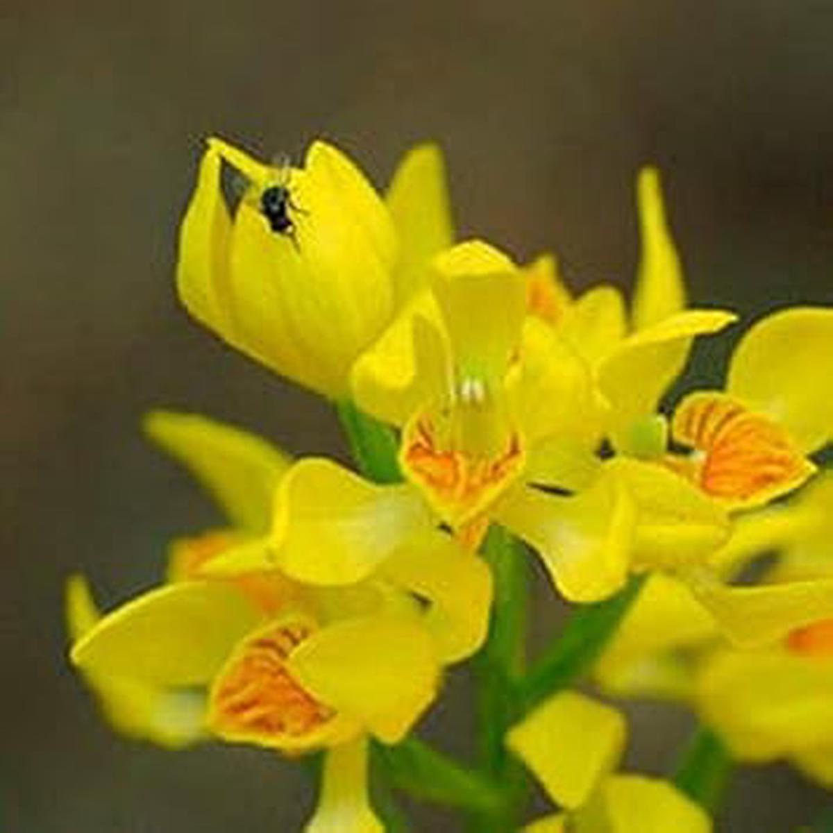 Yellow Phalaenopsis Heirloom Non-GMO Seeds for Planting High Germination Organic Garden Seeds