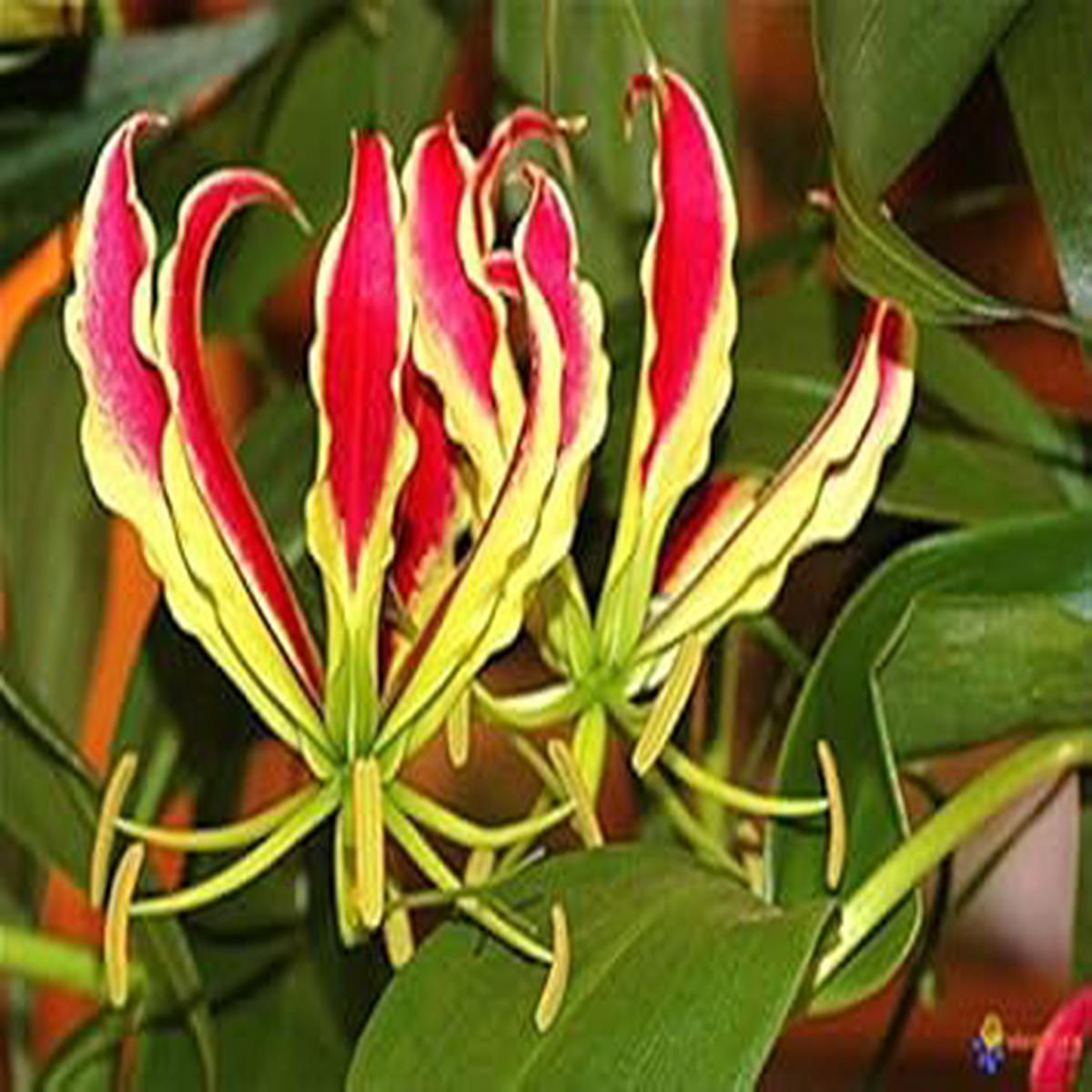 Yellow Red Gloriosa Superba Flower Seeds for Garden Non-GMO, Heirloom, High Germination Seeds