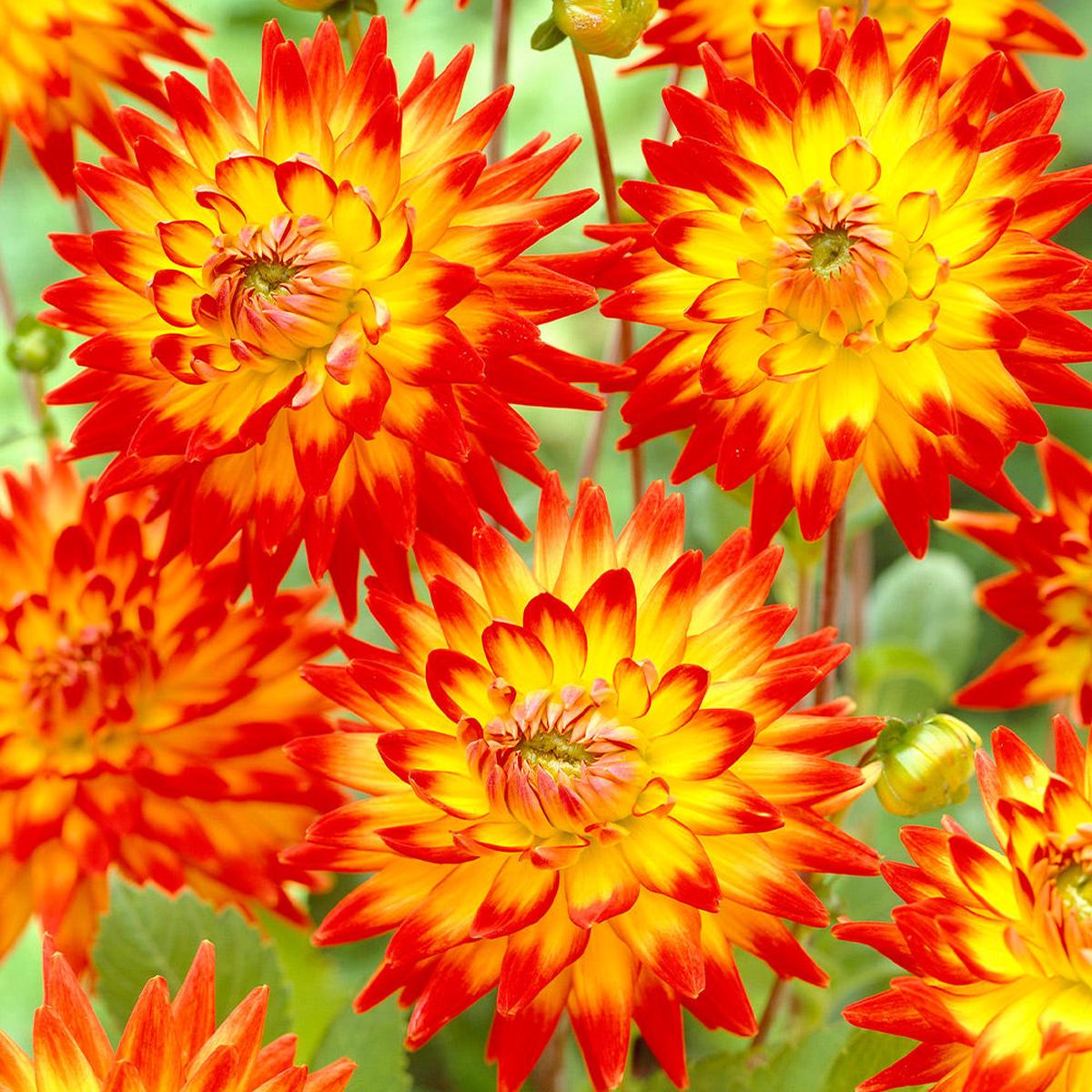 Yellow Red Mix Dahlia Flower Seeds Heirloom Non-GMO Organic Garden Seeds for Planting with High Germination