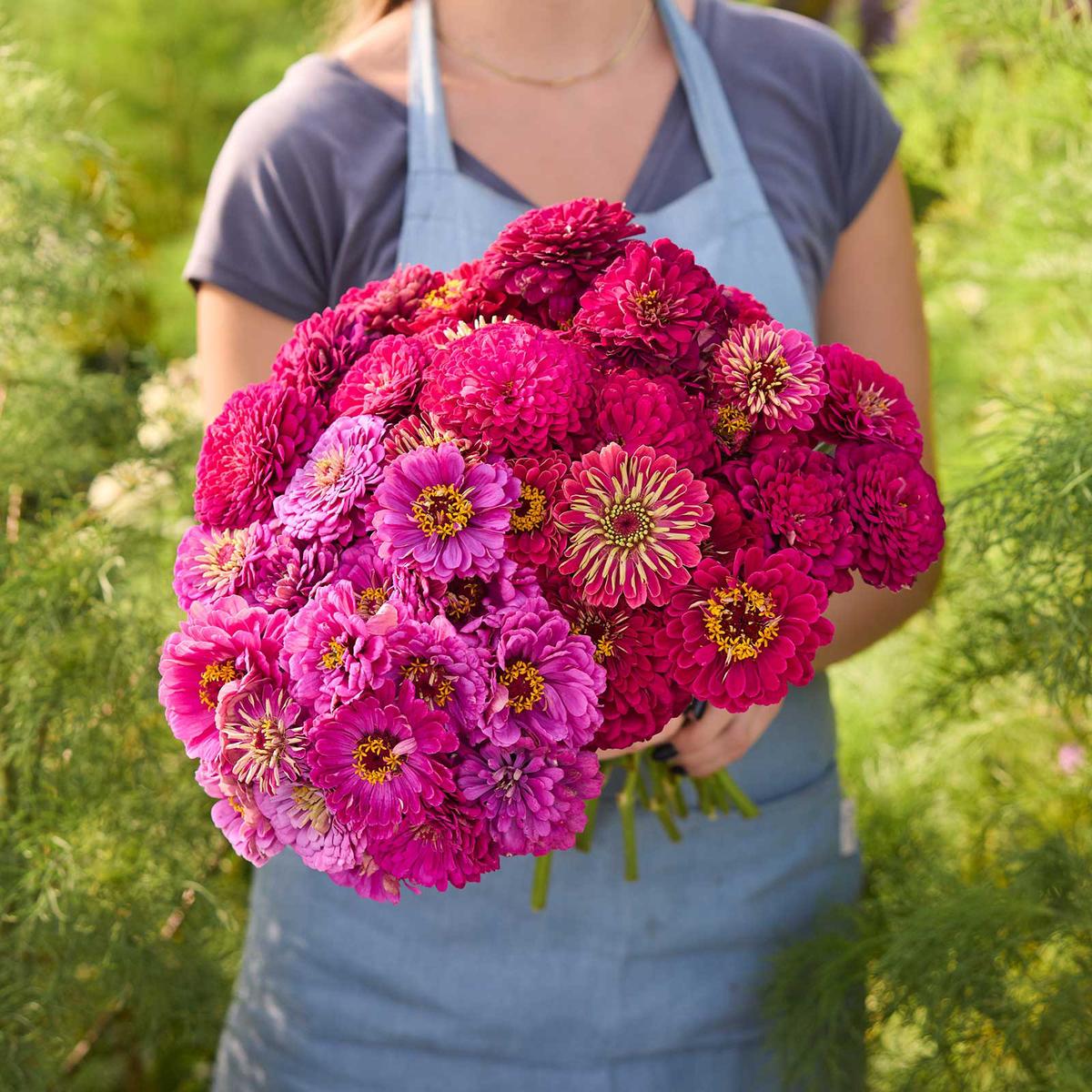 Zinnia Bundle - Benary's Giant Lilac & Scarlet