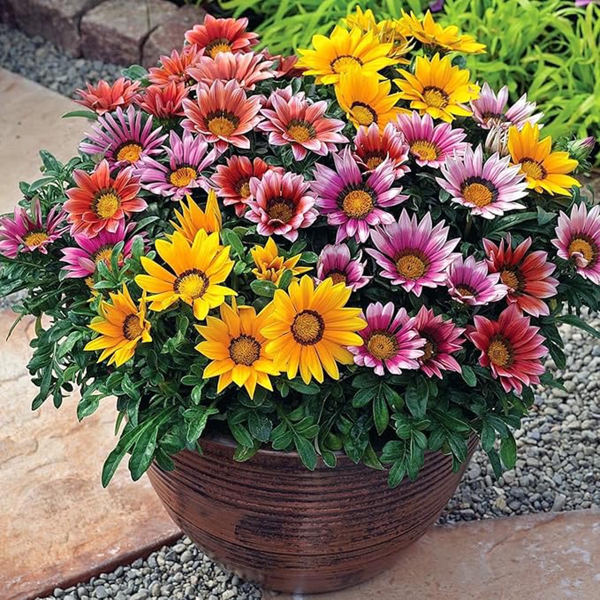 African Gazania Flower Gazania rigens Seeds for Planting in Flower Bed & Urban Garden