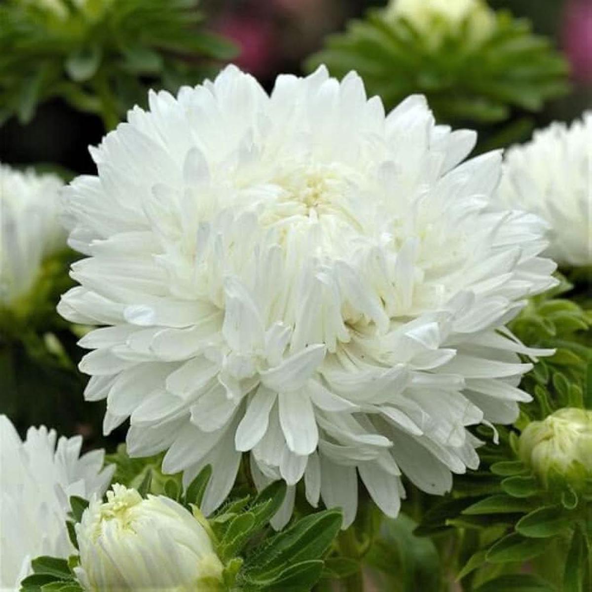Aster Callistephus Alto Santa Duchessa Callistephus Chinensis Flower For Home Garden Planting