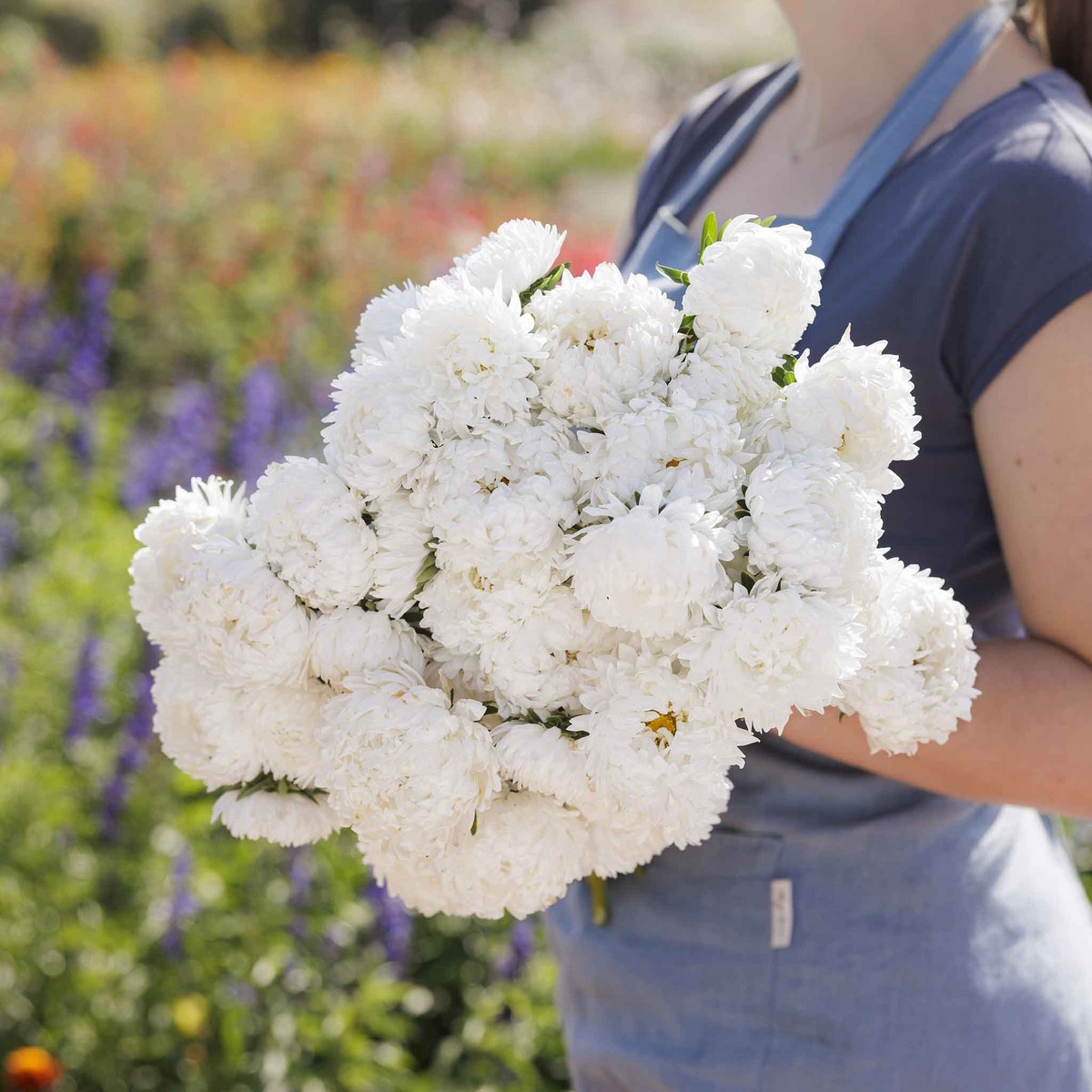 Aster Seeds (Peony Duchess) - White