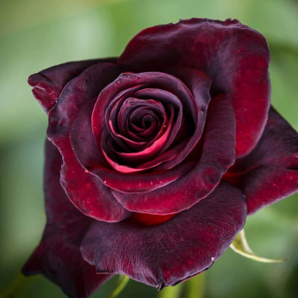 Black Baccara Rose Flower Seeds for Planting  Heirloom, Non-GMO, Easy to Grow, Perennial