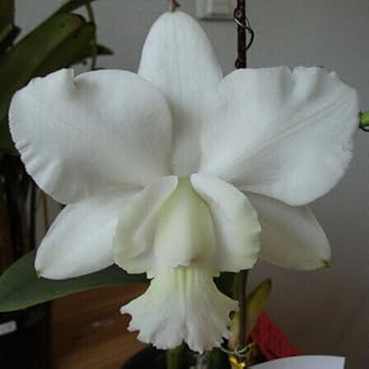 White Cattleya Flower seeds for Planting - Fragrant Blossoms, Heirloom & GMO Free Seeds for Home Garden