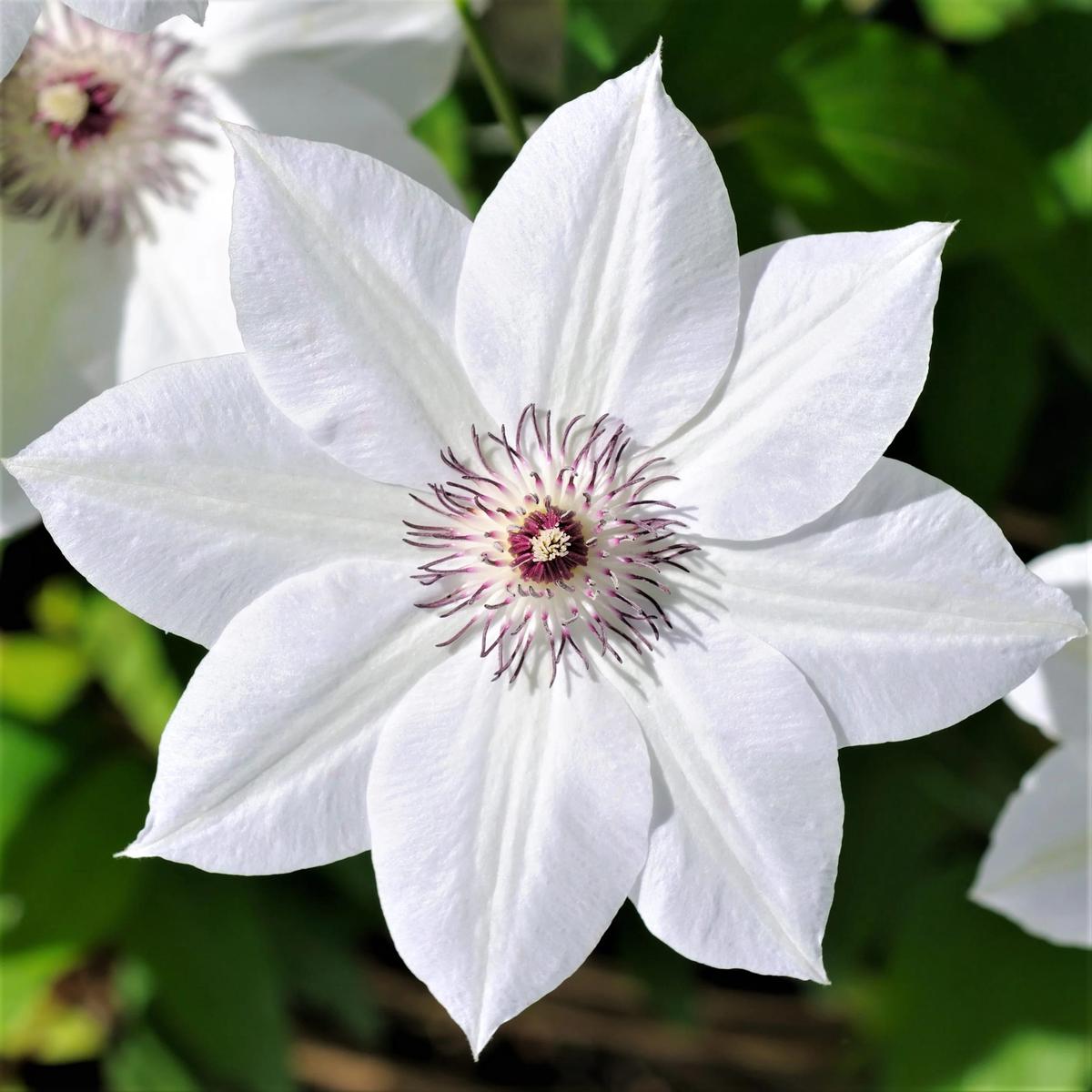 White Clematis Flower Seeds for Planting Compact Growth Heirloom Non-GMO, High Germination Organic Garden Seeds