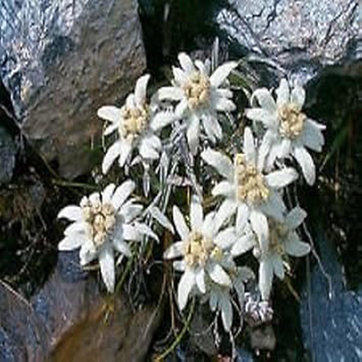 White Edelweiss Ground Flower seeds for Planting - Bright Blooms, Heirloom & GMO Free Seeds for Home Garden
