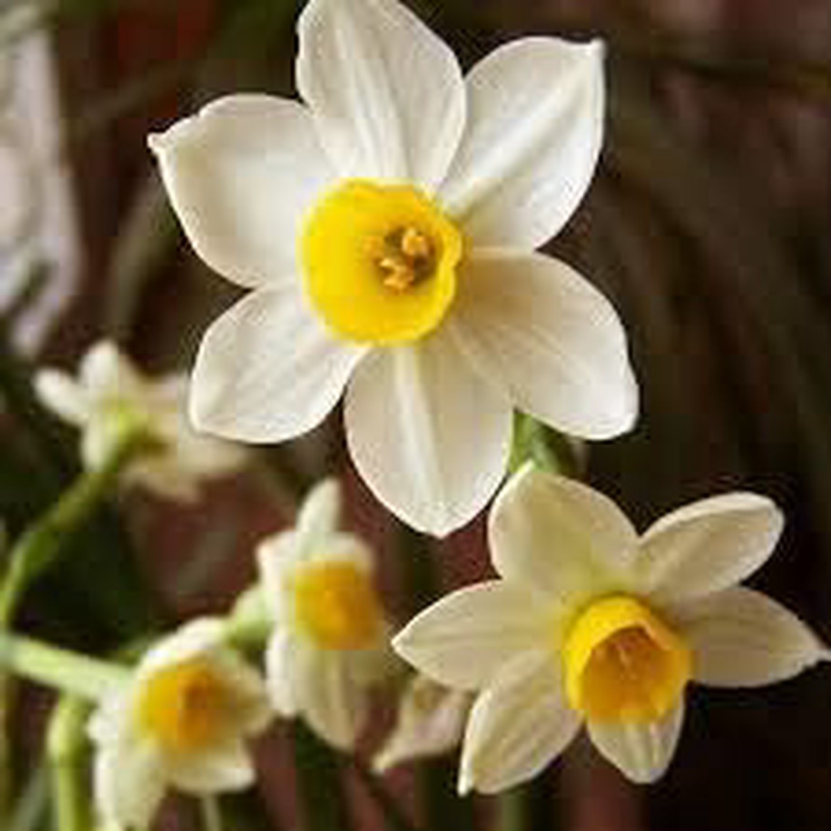 White Yellow Double Petals Narcissus Flower Seeds for Planting  Heirloom, Organic, Non-GMO, High Germination Garden Seeds