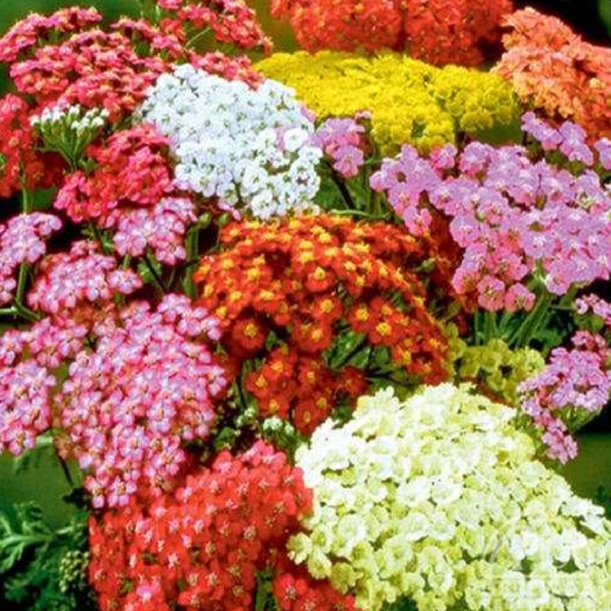Yarrow | Summer Pastels Hybrid
