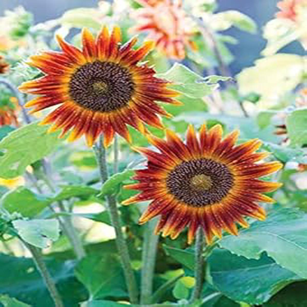 Yellow Brown Sunflower Seeds Heirloom Non-GMO Organic Garden Seeds for Planting High Germination Annual Flower Seeds