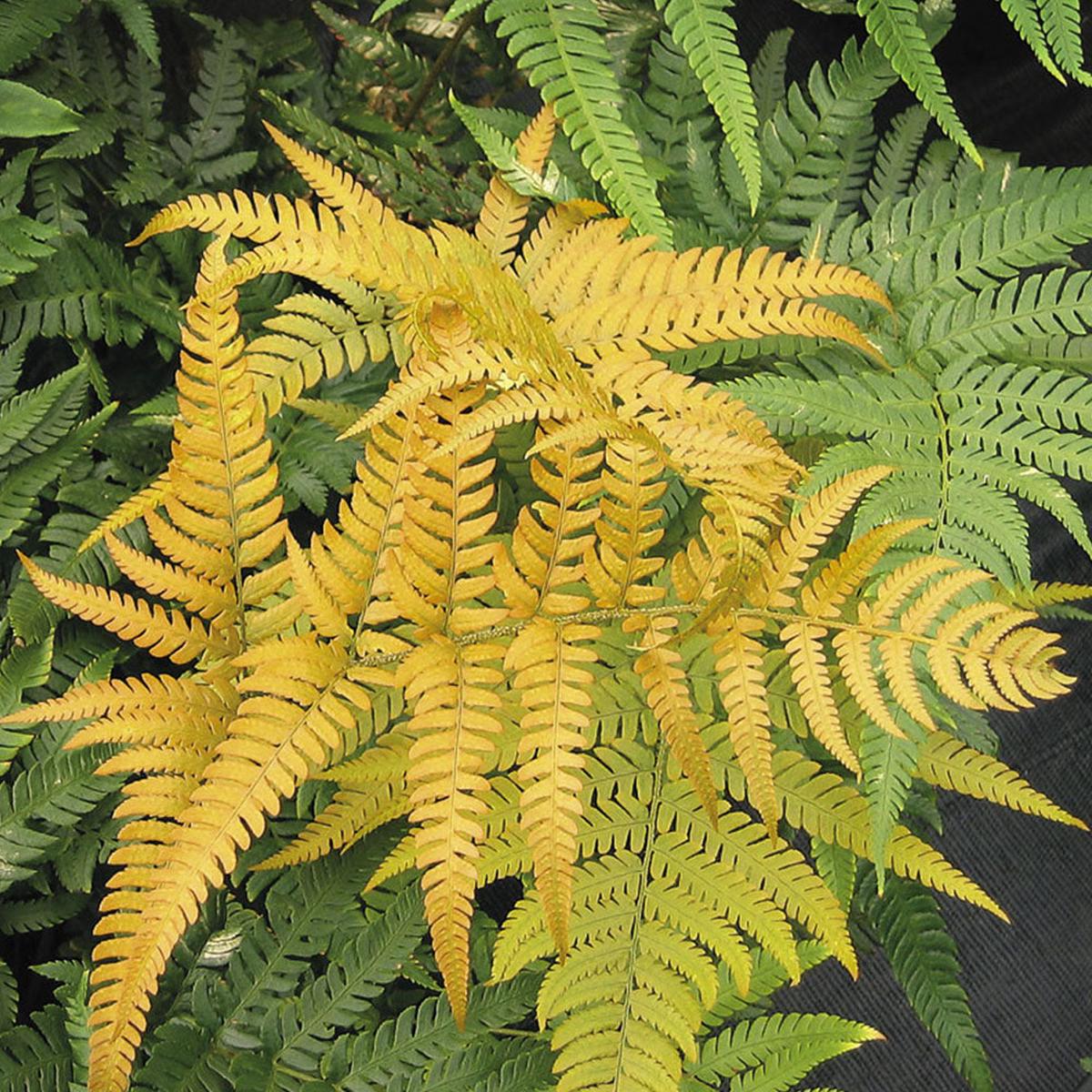 Yellow Fern for Planting  Wildflower Mix, Heirloom Non-GMO Seeds for High Germination Organic Garden