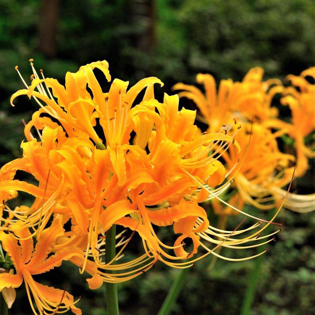 Yellow Higanbana Flower Seeds for Planting Bright Blooms Heirloom & GMO Free Seeds for Home Garden Sale
