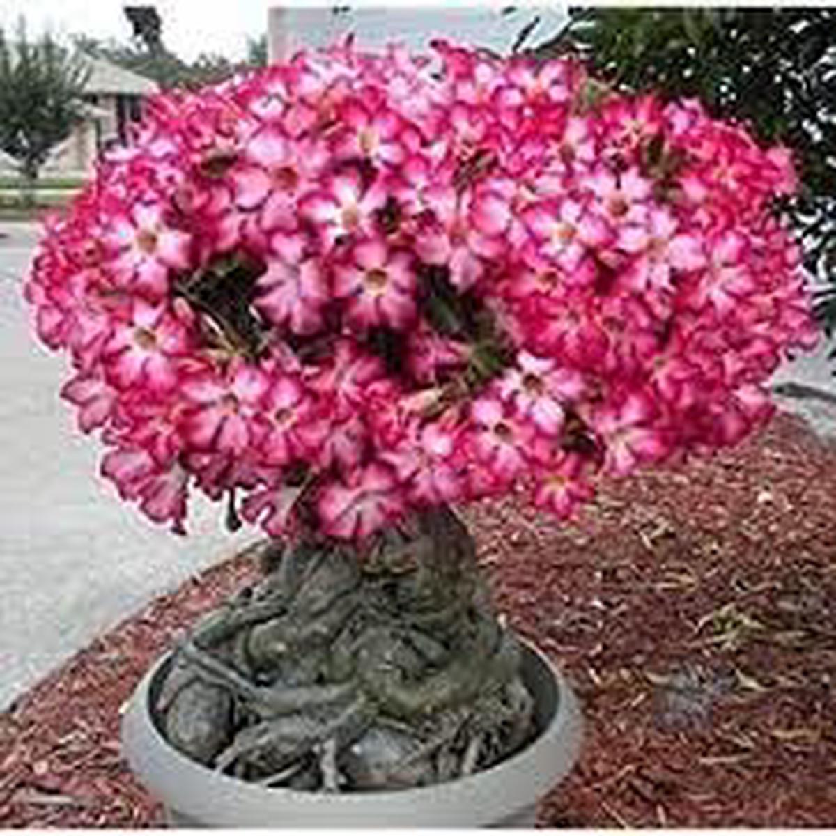 Adenium Obesum Flower Seeds  Heirloom, Non-GMO, High Germination Organic Garden Seeds