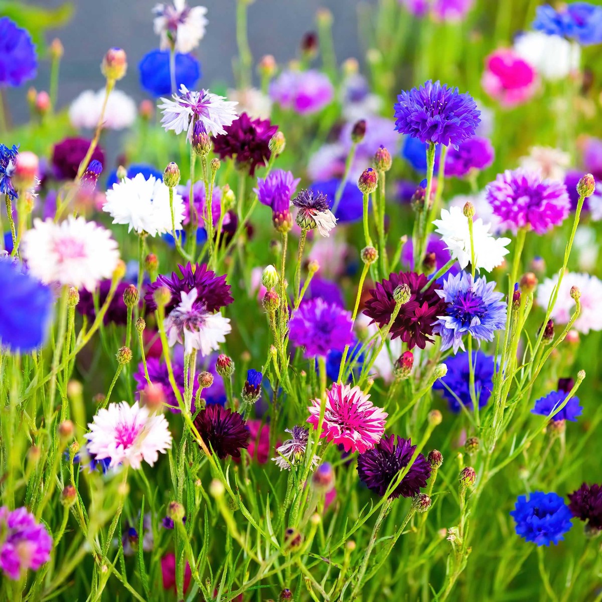 Bachelor Button Centaurea Cyanus Tall Mixed Colors Flower For Planting Ideal For Wildflower Gardens