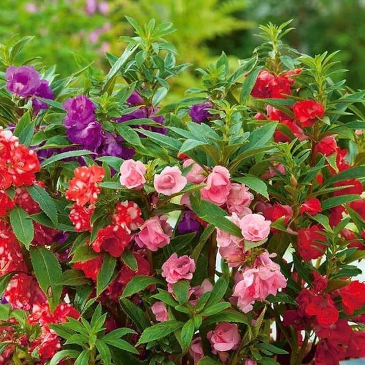 Balsam Impatiens Balsamina Four Seasons Flower For Planting Suitable For Seasonal Home Garden