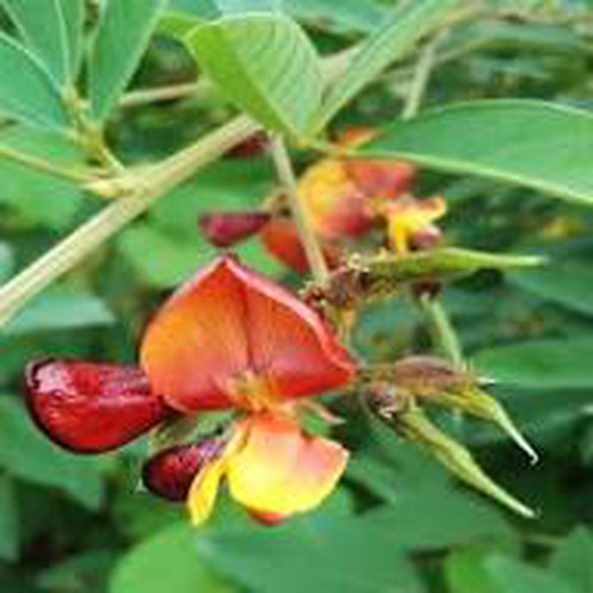 Cajanus Flower Seeds for Planting  Heirloom, Non-GMO, High Germination Organic Garden Seeds
